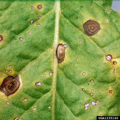 Cercospora Leaf Spot or Blight